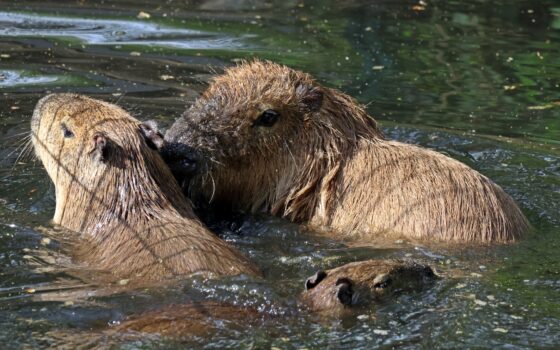 Weekend pełen atrakcji z Gdańskim Ogrodem Zoologicznym