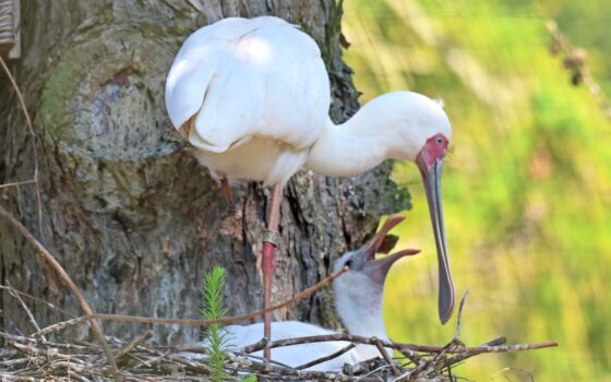 Wykluły się warzęchy czerwonolice i nandu szare