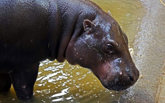Nowa mieszkanka Gdańskiego Ogrodu Zoologicznego