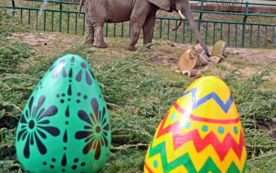 Wielkanocna gra terenowa w Zoo – „JAJOGRANIE – Strażnicy Przyrody!”