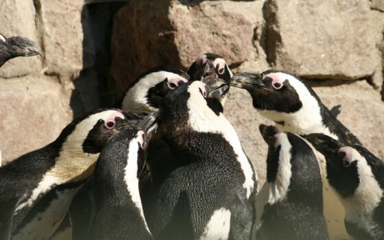 20 stycznia Dzień Wiedzy o Pingwinach