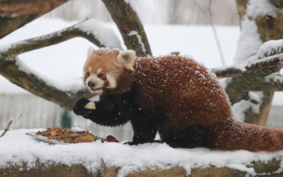 Zimą do ZOO!