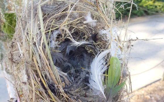 Po co sprzątamy w ptasich domach?