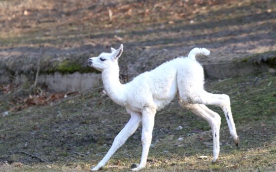 Gdański Ogród Zoologiczny - Narodziny Małej Lamy Narodziny Małej Lamy
