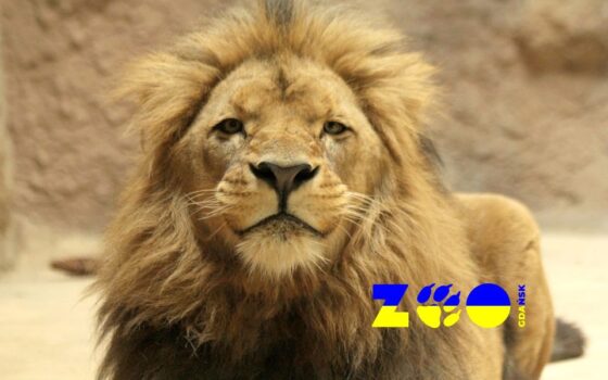 Zbiórka dla ZOO w Ukrainie