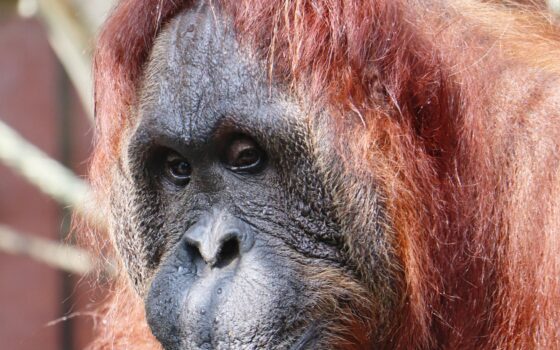 Międzynarodowy Dzień Orangutana