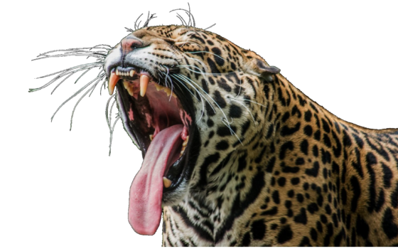 Ziewający jaguar