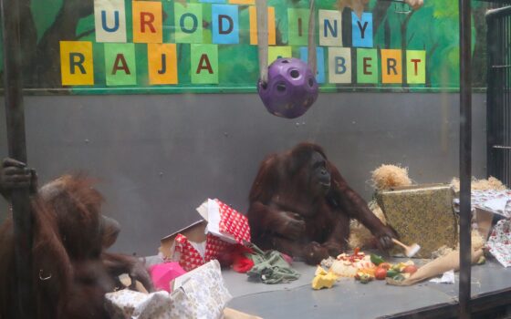 53. urodziny orangutanów