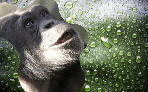 Szansa by bliżej poznać szympansa