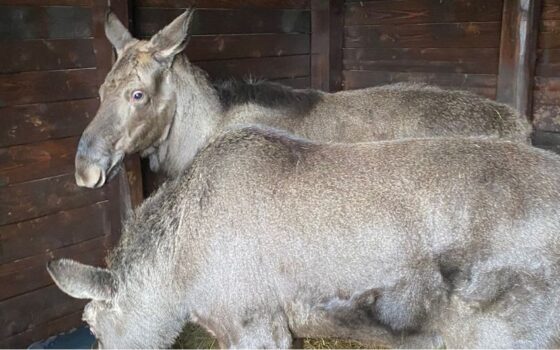 Przeprowadzka młodych łosi