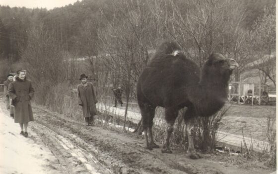 D jak dromader i B jak baktrian