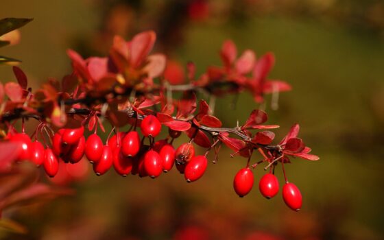 II edycja konkursu „Złota jesień w ZOO”