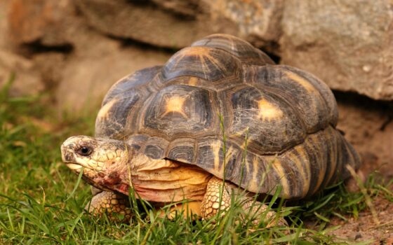 Światowy Dzień Żółwia