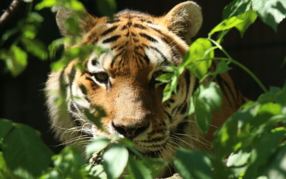 Dziś święto największego kota świata – tygrysa