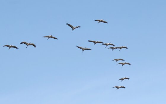 Międzynarodowy Dzień Ptaków Wędrownych