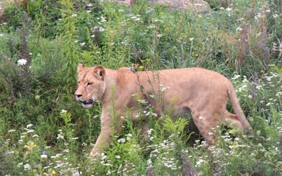 Gdański Ogród Zoologiczny - MIĘDZYNARODOWY DZIEŃ LWA MIĘDZYNARODOWY DZIEŃ LWA