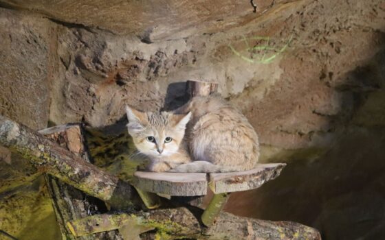 Nowy mieszkaniec gdańskiego zoo