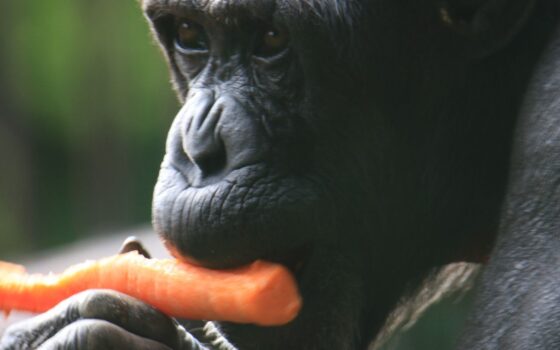 Światowy Dzień Szympansa