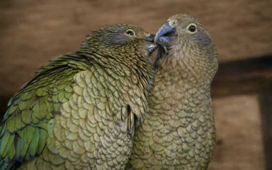 Papugi kea zamieszkały w Gdańskim Zoo