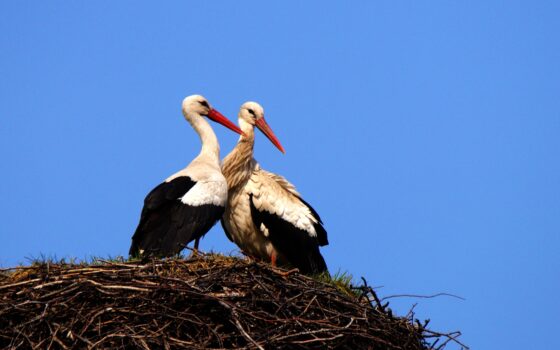 Para bocianów w gnieździe