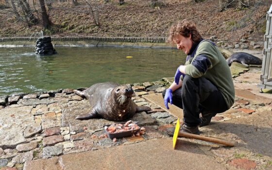 Gdańskie foczki miały swoje święto