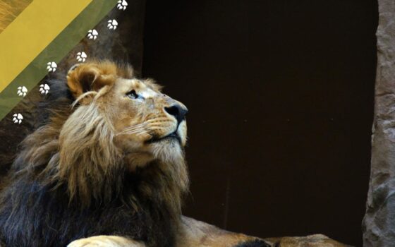 Międzynarodowy Dzień Lwa