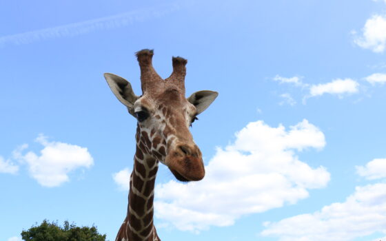 Co trenują żyrafy w ZOO Gdańsk?