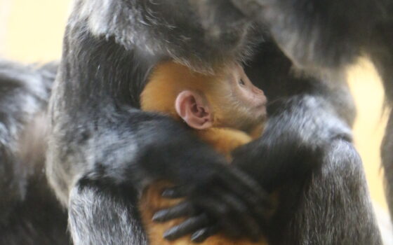 Pomarańczowy maluch