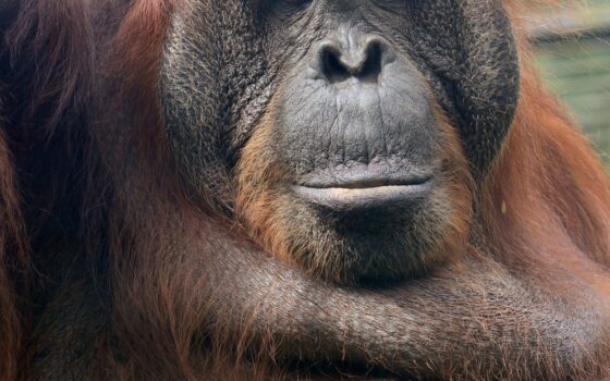 Międzynarodowy Dzień Orangutana