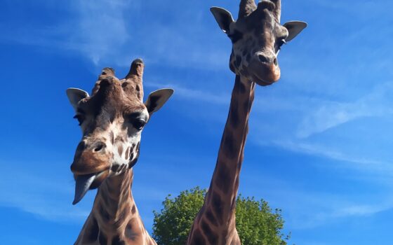 Światowy Dzień Żyrafy