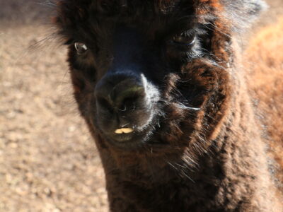 6 urodziny alpaki Gabrysi