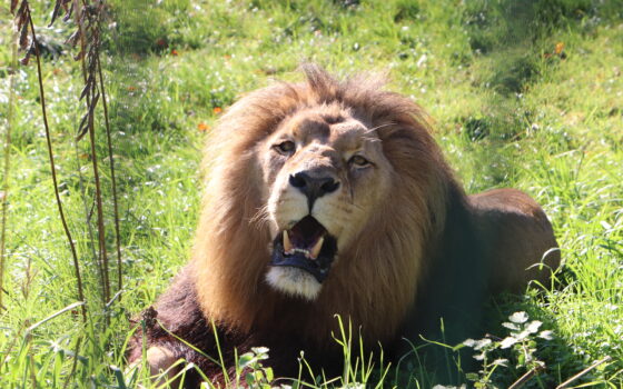 Światowy Dzień Lwa w ZOO Gdańsk