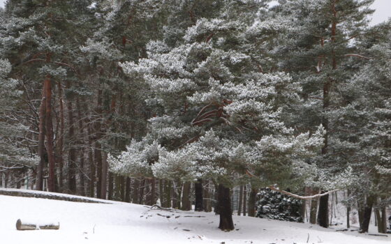 Zapraszamy na spacer po białym zoo!