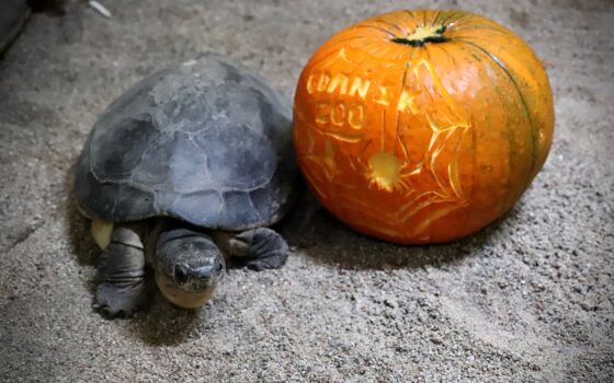 Sezon na dynie w ZOO