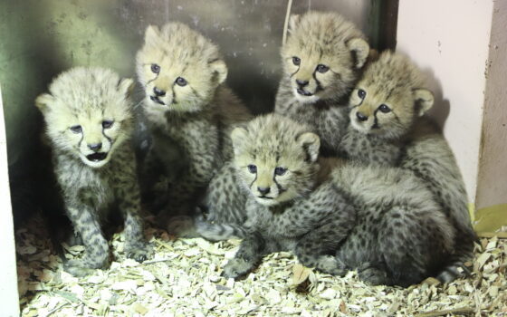 Narodziny gepardów grzywiastych
