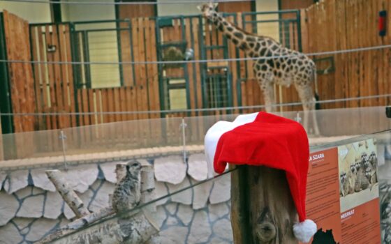 Wielkie Poszukiwania Świętego Mikołaja w zoo