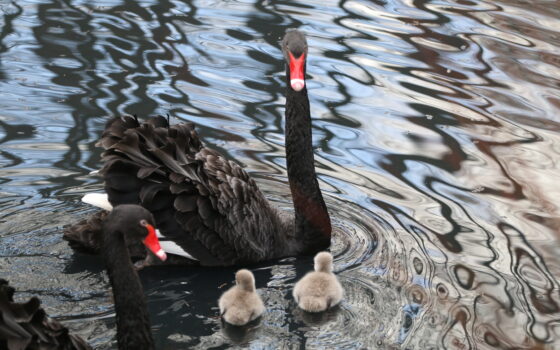 Nowo wyklute łabędzie czarne