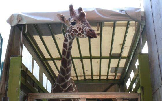 Gdański Ogród Zoologiczny - Nowy etap życia Ignasia Nowy etap życia Ignasia