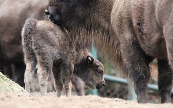 Narodziny samiczki żubra europejskiego