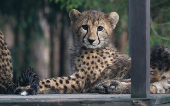 Młode gepardy na wybiegu