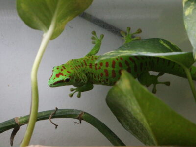 gekon madagaskarski ukrywający się w liściach, widoczne barwne umaszczenie grzbietu