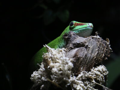 gekon madagaskarski odpoczywający na korze