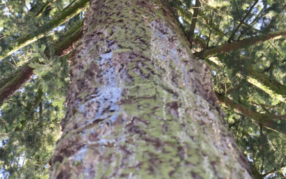 Daglezja – ukochana Dominika