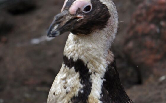 33. urodziny pingwina „Dziadka”