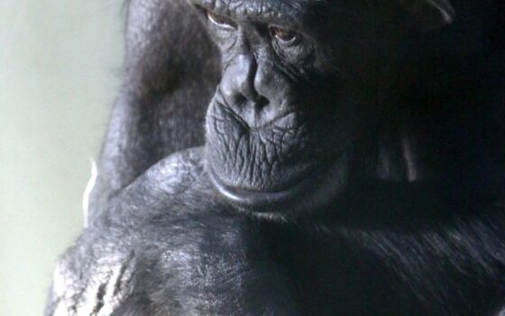 Odeszła Kasia, najstarsza szympansica w stadzie