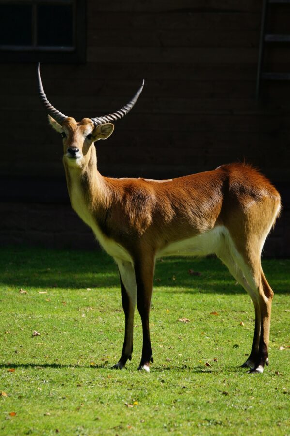 Kob Moczarowy ZOO Gda ski Ogr d Zoologiczny Kob Moczarowy ZOO Gda ski Ogr d Zoologiczny
