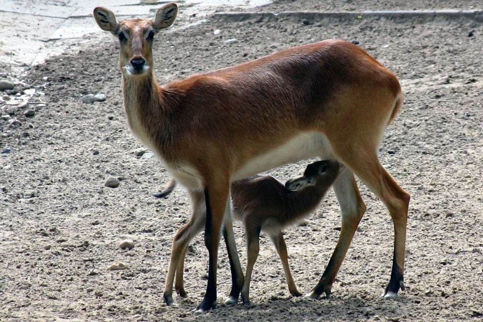 Kob Moczarowy ZOO Gda ski Ogr d Zoologiczny Kob Moczarowy ZOO Gda ski Ogr d Zoologiczny