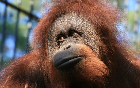 Kuzyni bliscy wyginięcia