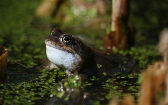 Kwiecień miesiącem żab