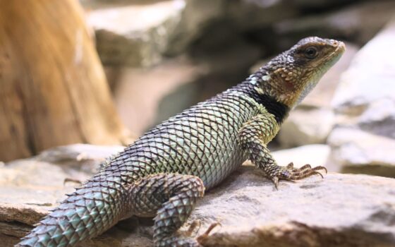 Nowi mieszkańcy – legwaniki